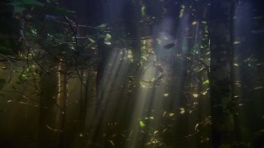 Amazonės džiunglės (4)