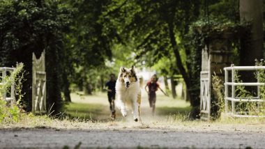 Garsiausias pasaulio šuo: 12 faktų, kurių nežinojote apie Lesę (5)
